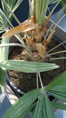 Opkomende bloei Rhapidophyllum hystrix-400.jpg