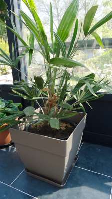 Rhapidophyllum hystrix-400.jpg