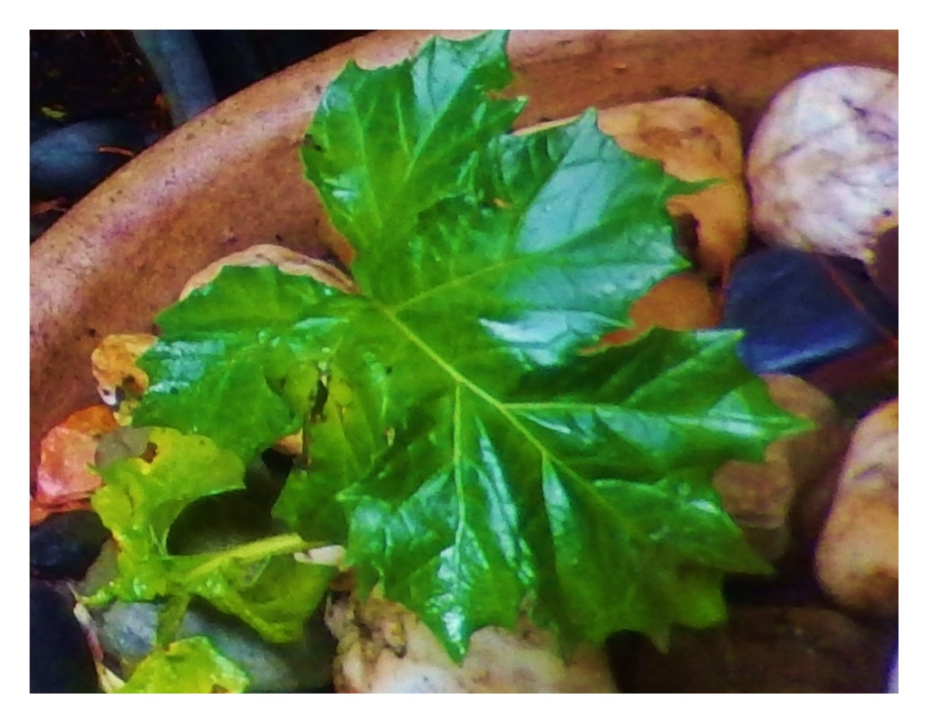 2016-6-13 (1) loenen.jpg