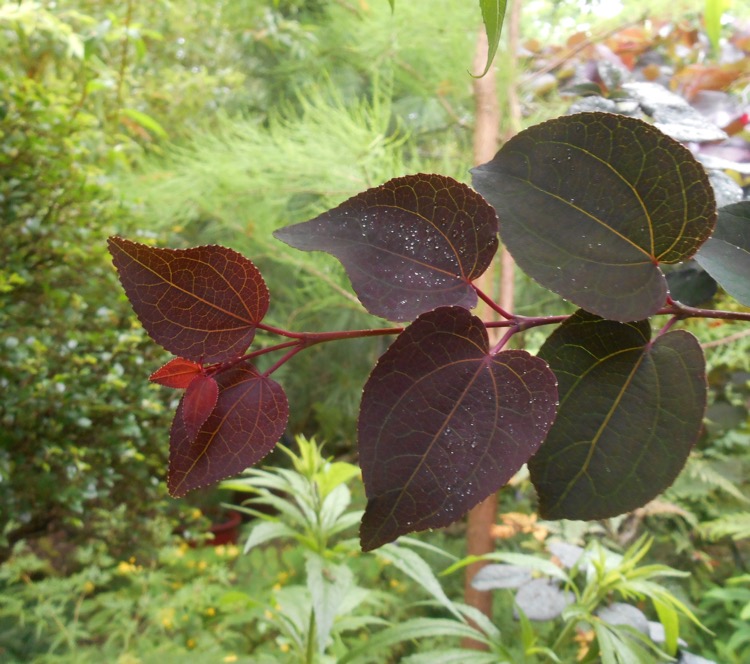 Cercidiphyllum japonicum 'Rotfuchs'.jpg