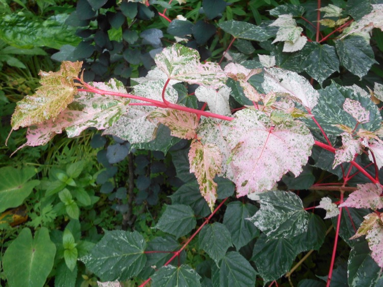 Acer x conspicuum 'Silver Cardinal'.jpg