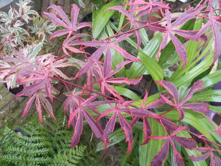 Acer palmatum 'Shiraz'.jpg