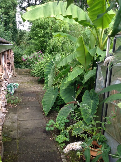 colocasia jacks gaint.jpg