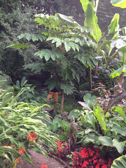 Tetrapanax 1.jpg
