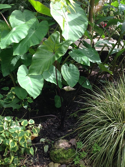 colocasia fontanesii.jpg
