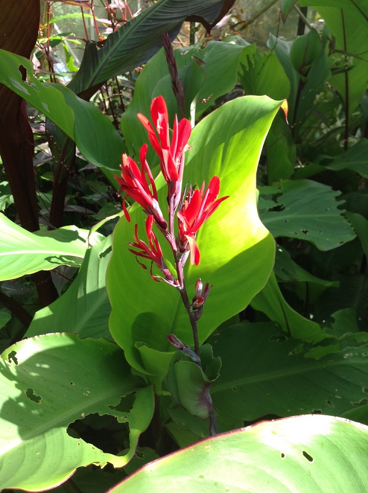 canna warsiwiscii.jpg