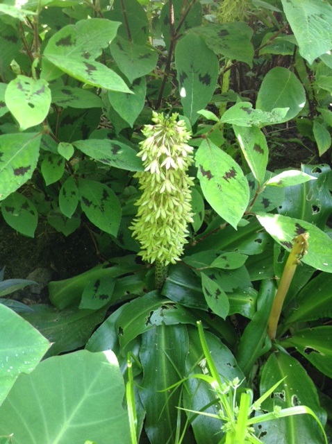 Eucomis.jpg