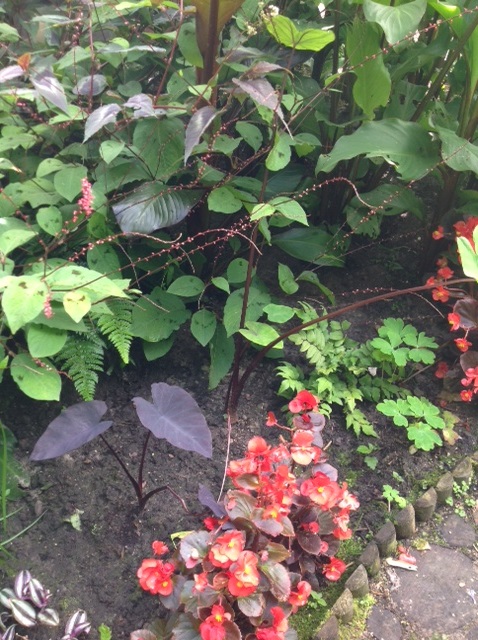 colocasia black magic en burgundy stem.jpg