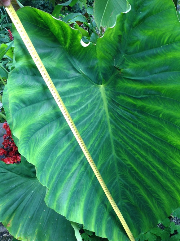 blad colocasia jacks gaint.jpg