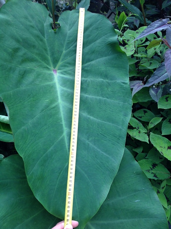 blad colocasia pink china.jpg