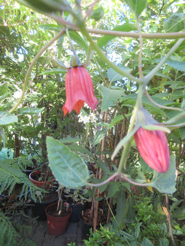 IMG_2761mm.jpg