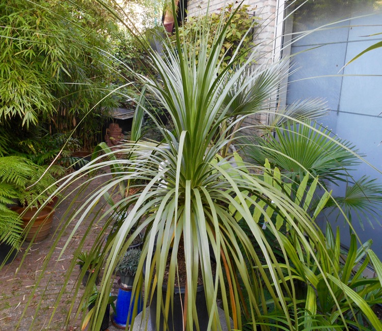 Nolina longifolia.jpg