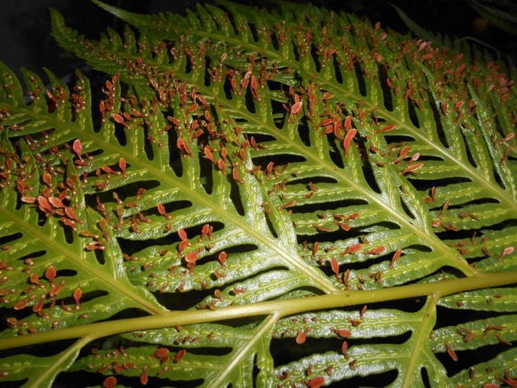 Woodwardia orientalis.jpg