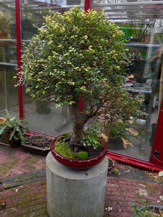 Ulmus parvifolia (1).jpg