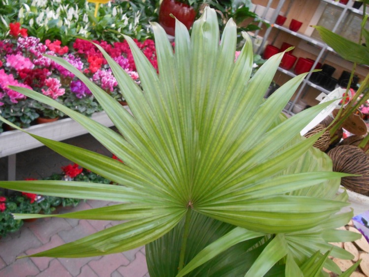 Livistona saribus.jpg