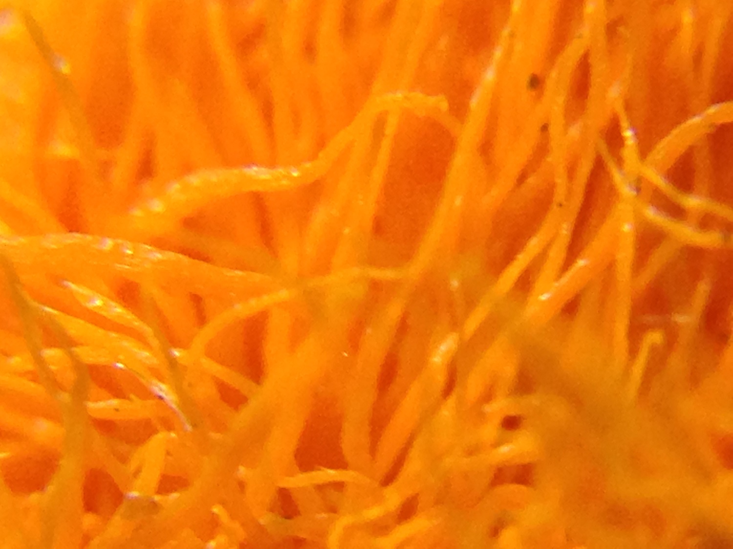 IMG_4128 - kopie.JPG