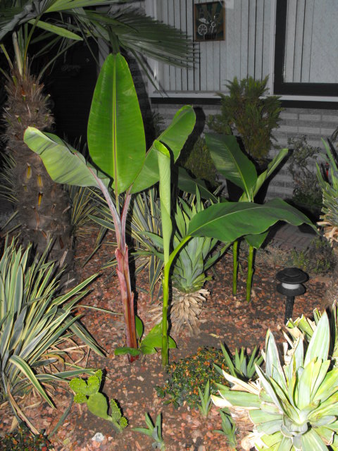 Musa basjoo 15-07-2010 001.JPG