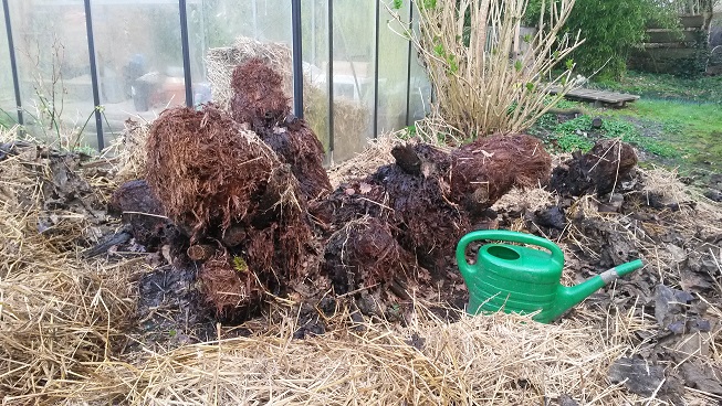 Gunnera manicata voorjaar 2017.jpg