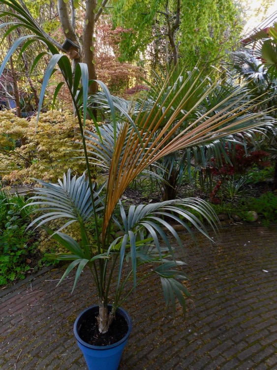 Howea forsteriana.jpg