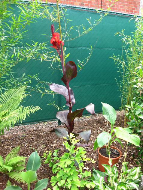 bloem black cleopatra.JPG
