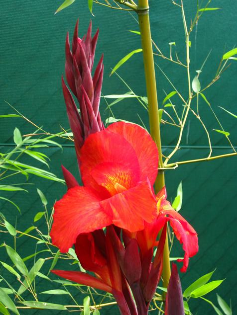 bloem black cleopatra (2).JPG