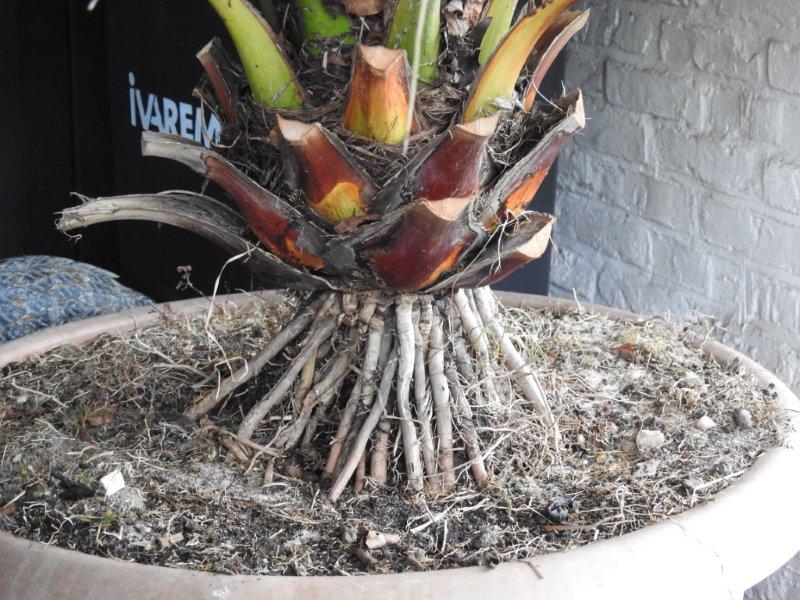 Phoenix canariensis 01.jpg