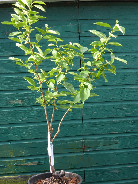 Kaki zaailing met oculaties.jpg