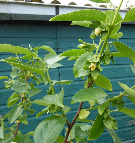 Bloeiende oculatie op zaailing.jpg