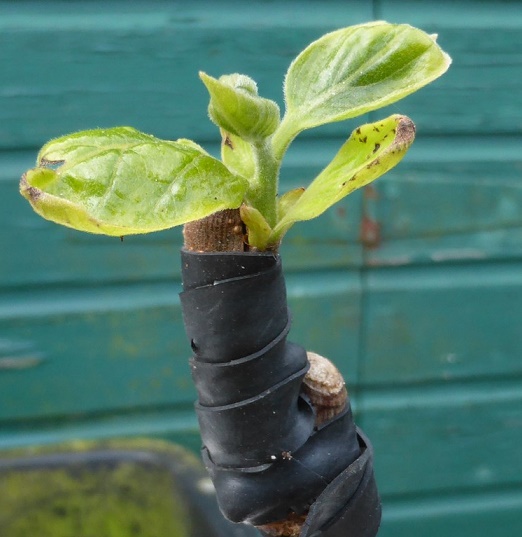 Vaniglia oculatie op zaailing.jpg