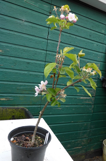 Appel geent op zaailing.jpg