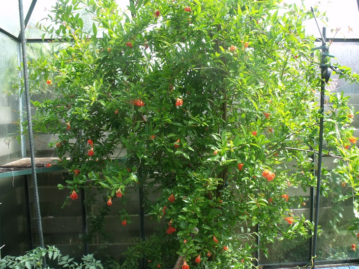 DSCF7947.JPG