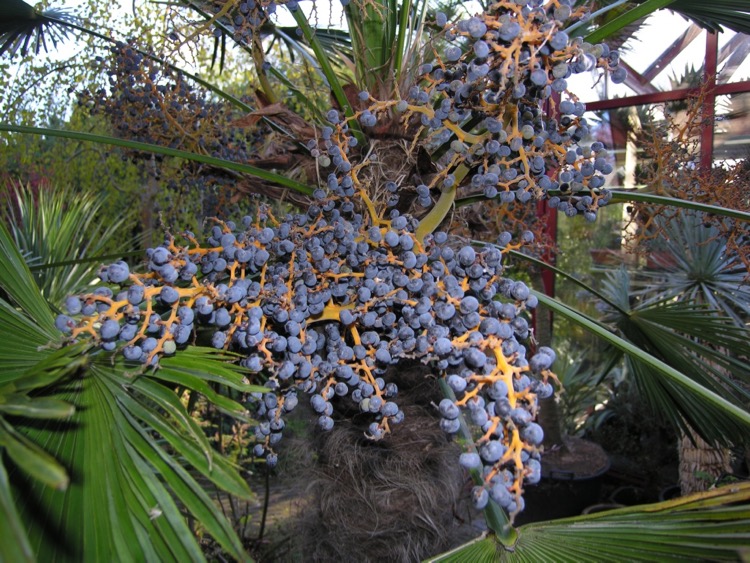 Trachycarpus wagnerianus - oogst 2014.jpg