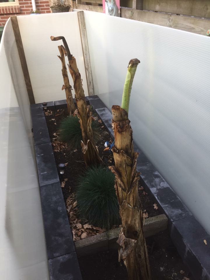 Bananenboom3.JPG