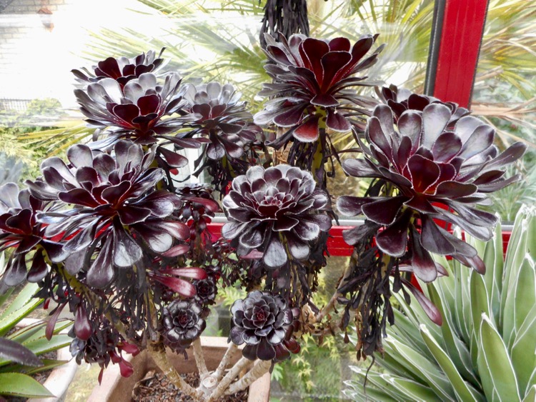 Aeonium arborescens %22Zwartkop'.jpg