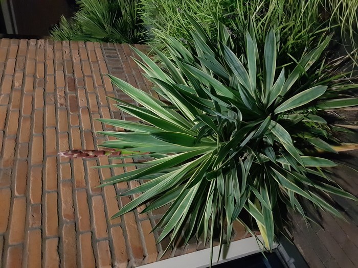 mini-Yucca.jpg
