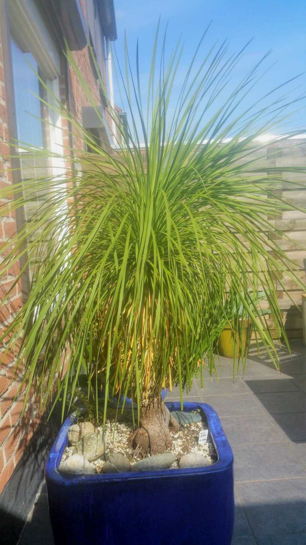 yucca linearis_01_01_01.JPG