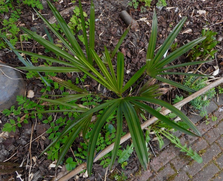 Trachycarpus takil 'Kalamuni'.jpg