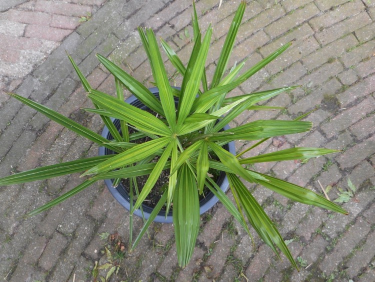 Trachycarpus takil 'Kalamuni' (1).jpg