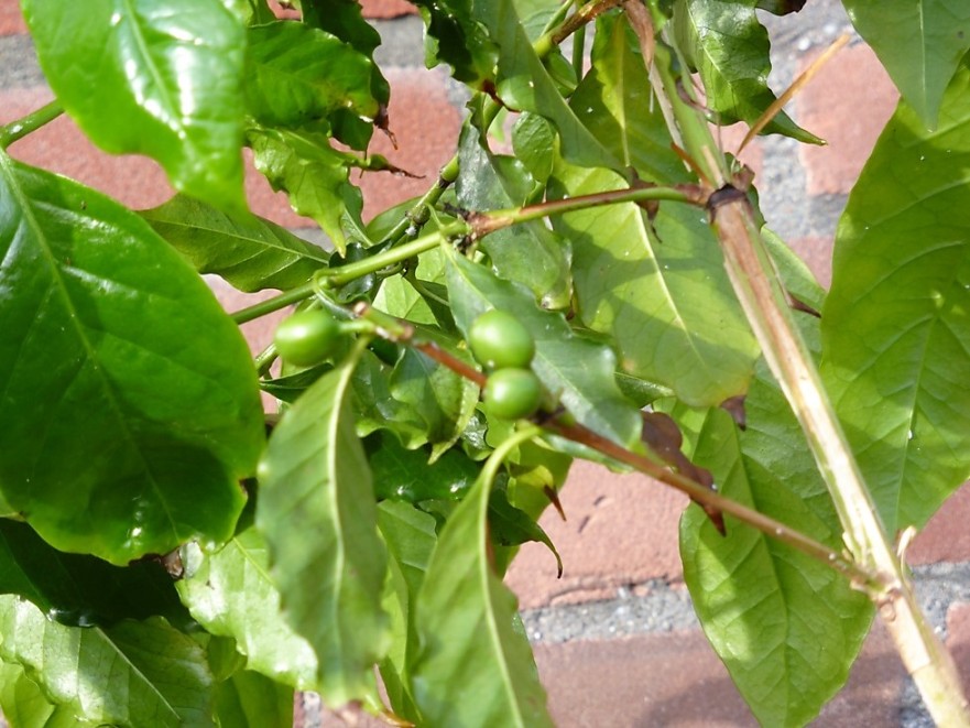 P1010289a.JPG