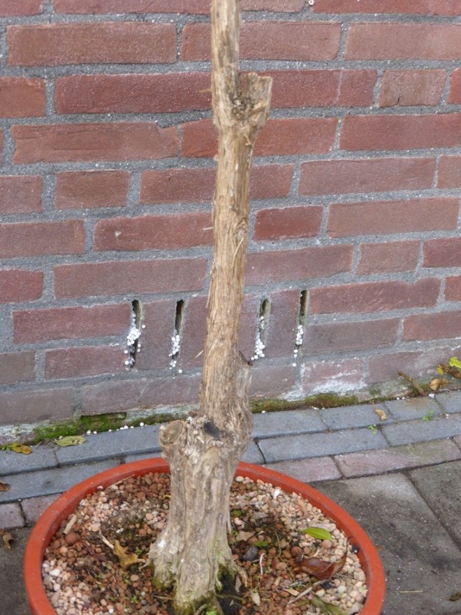 P1010288a.JPG