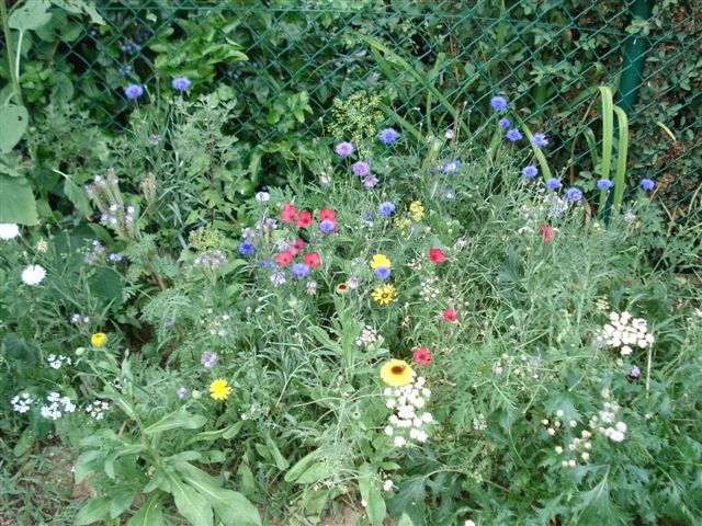 DSC05078.JPG