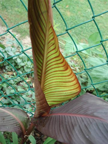 DSC05085.JPG