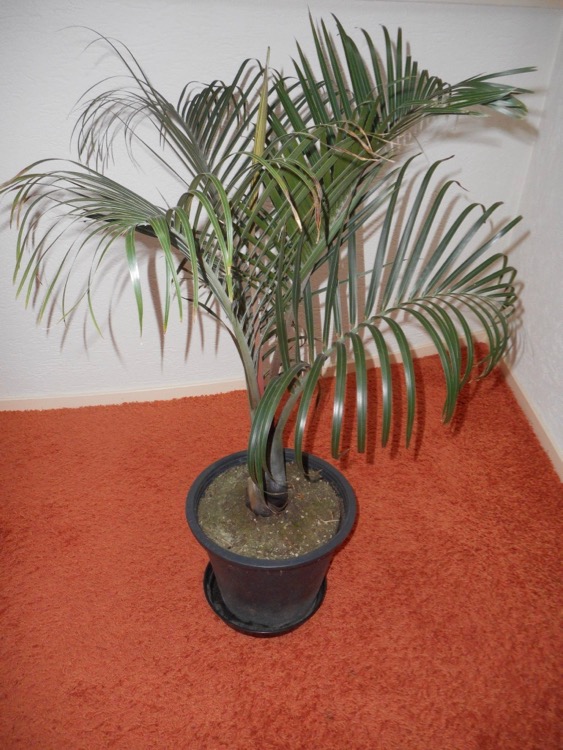 DSCN1021.jpg