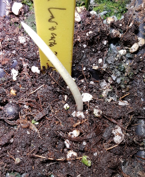 lasiocarpa.jpg