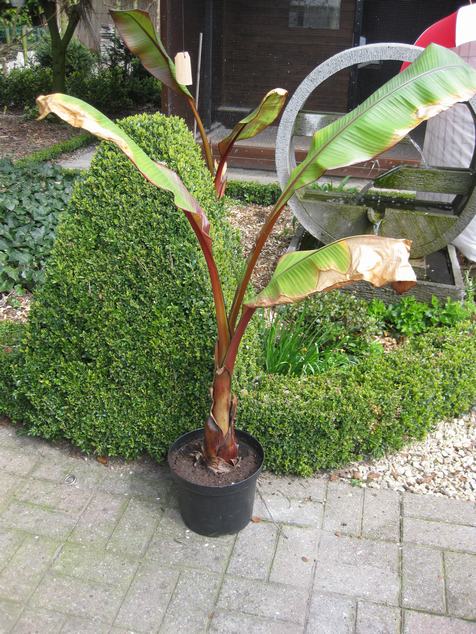 maurelli voor zomer 2010 (2).JPG