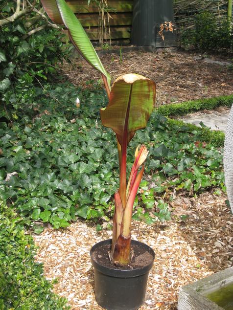 maurelli voor zomer 2010.JPG