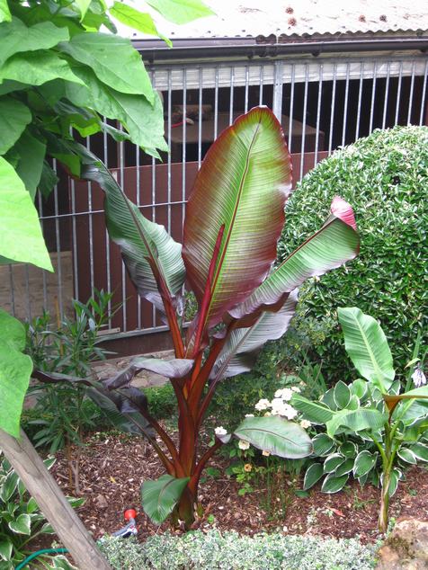 maurelli25-07-10 (2).JPG