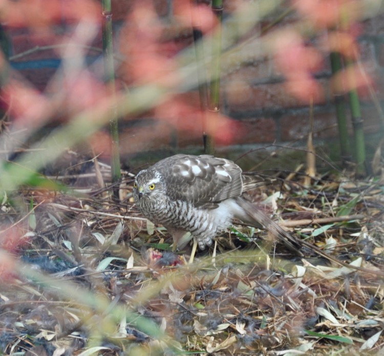 DSC_0024.jpg