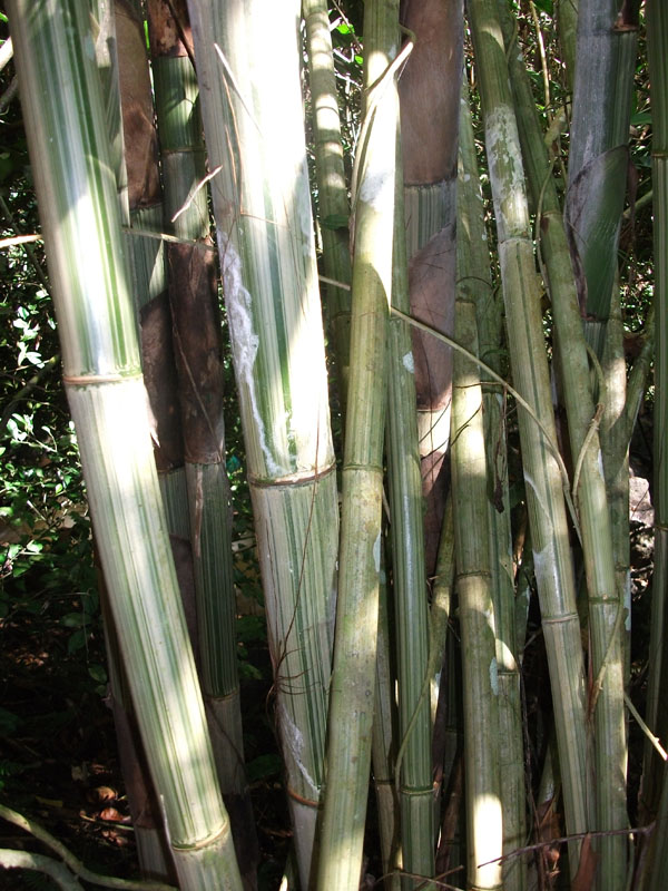 DSCF2533.jpg