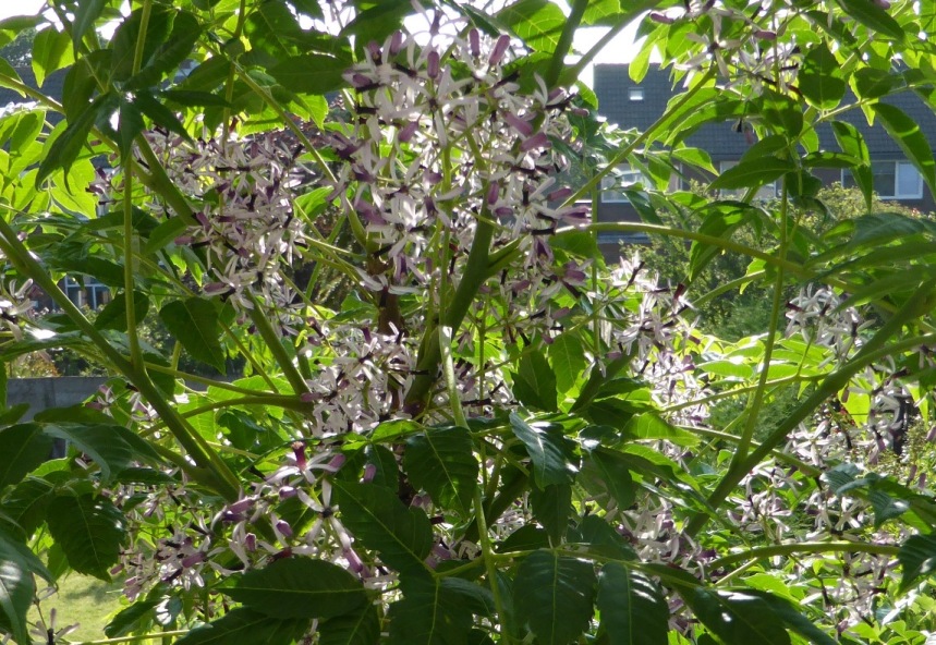 P1010380b.JPG